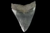 Serrated 3.03" Fossil Megalodon Tooth  - #129983-1